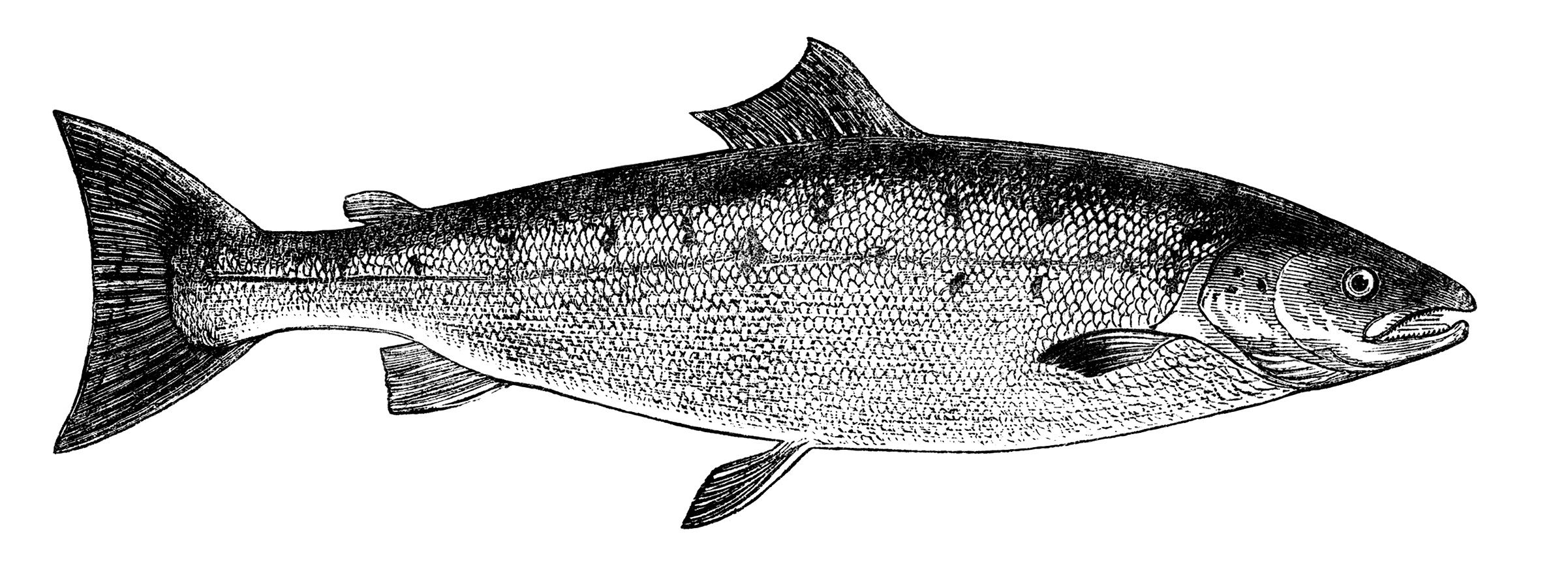 salmon clipart woodcut
