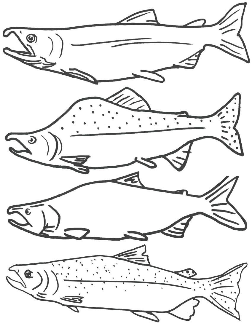 alaska clipart salmon fish
