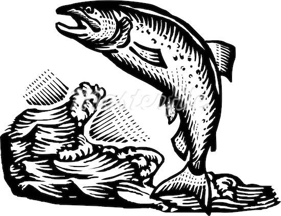 Alaska salmon fish