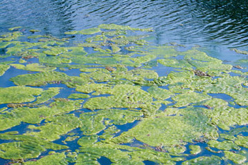 algae clipart algal bloom