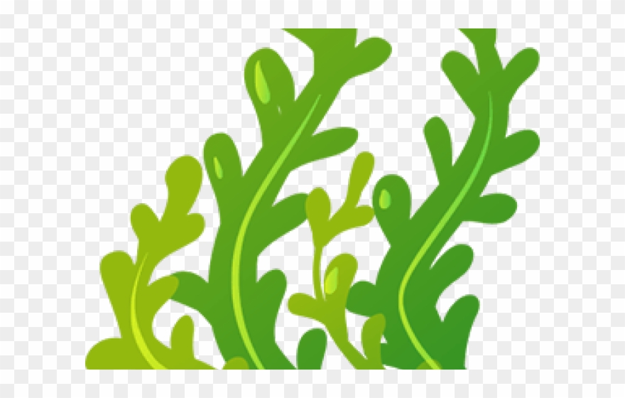 algae clipart animated