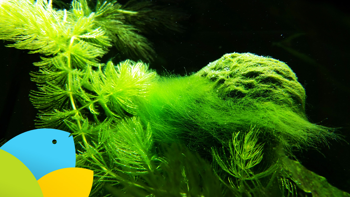 algae clipart aquarium plant