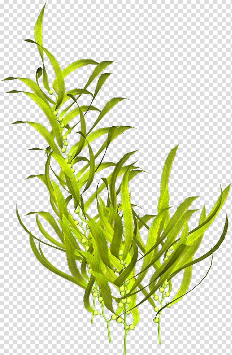 Algae clipart aquatic plant. Plants seaweed transparent background