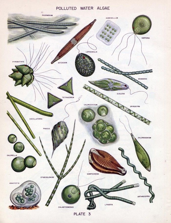 algae clipart botany