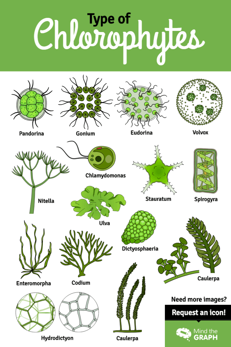 algae clipart codium