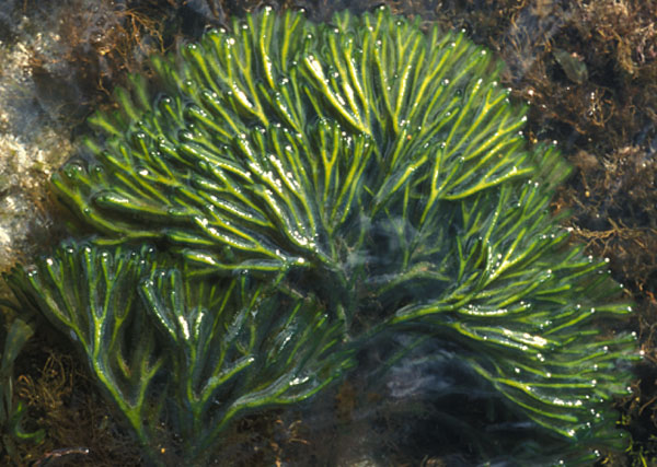 algae clipart codium