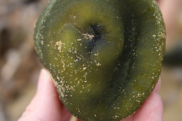 algae clipart codium