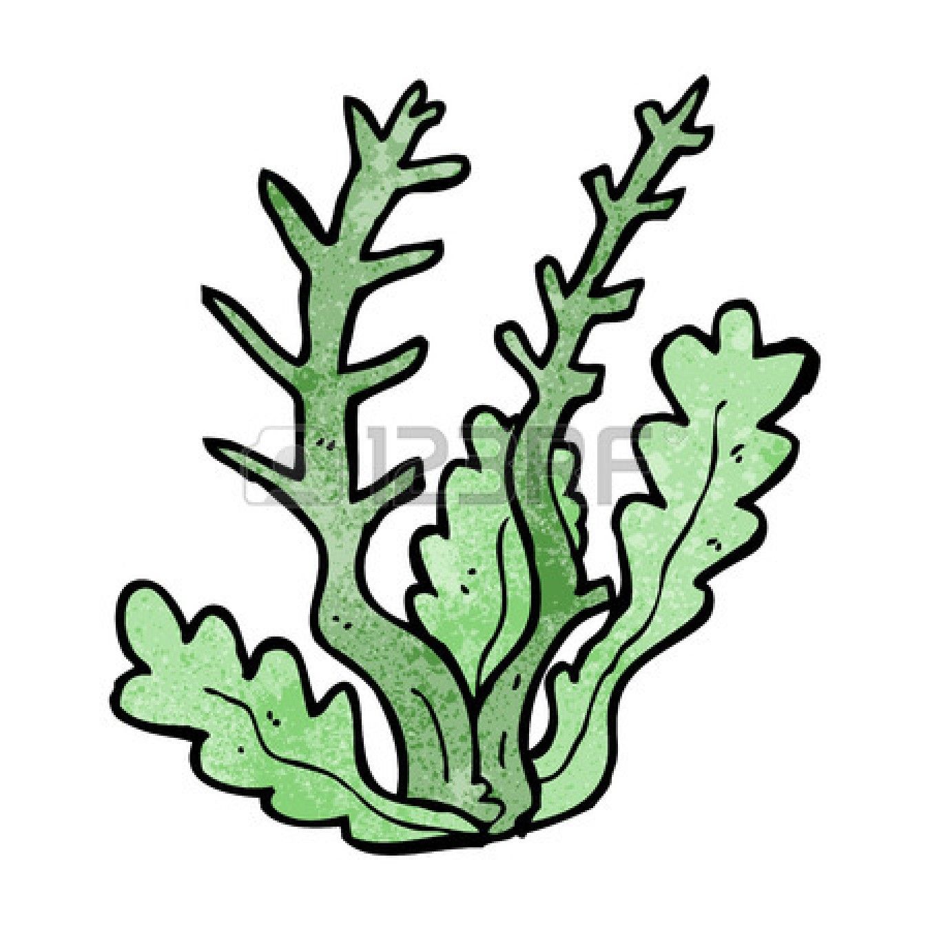 algae clipart coral reef