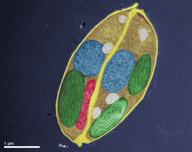 algae clipart diatom