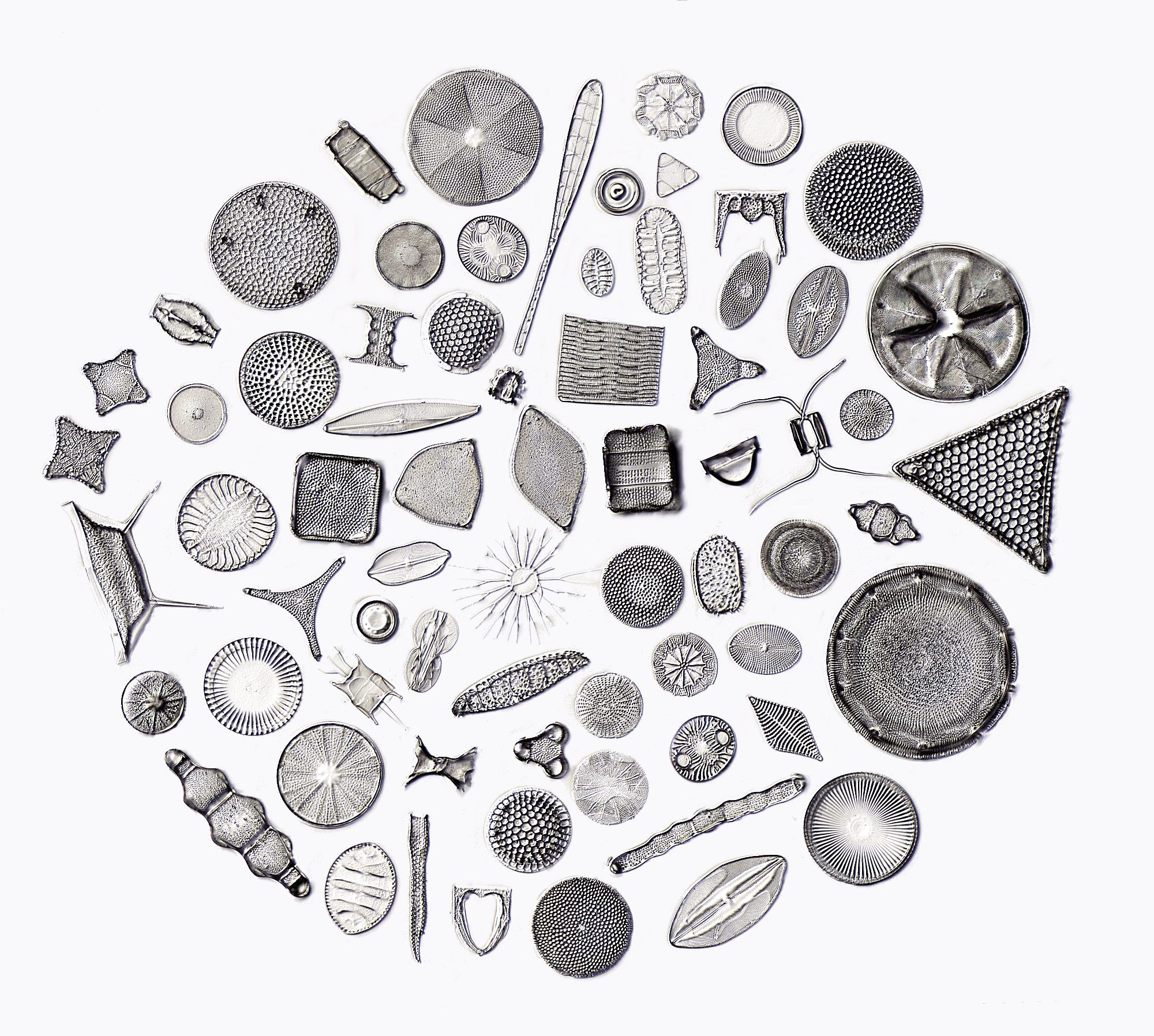 algae clipart diatom