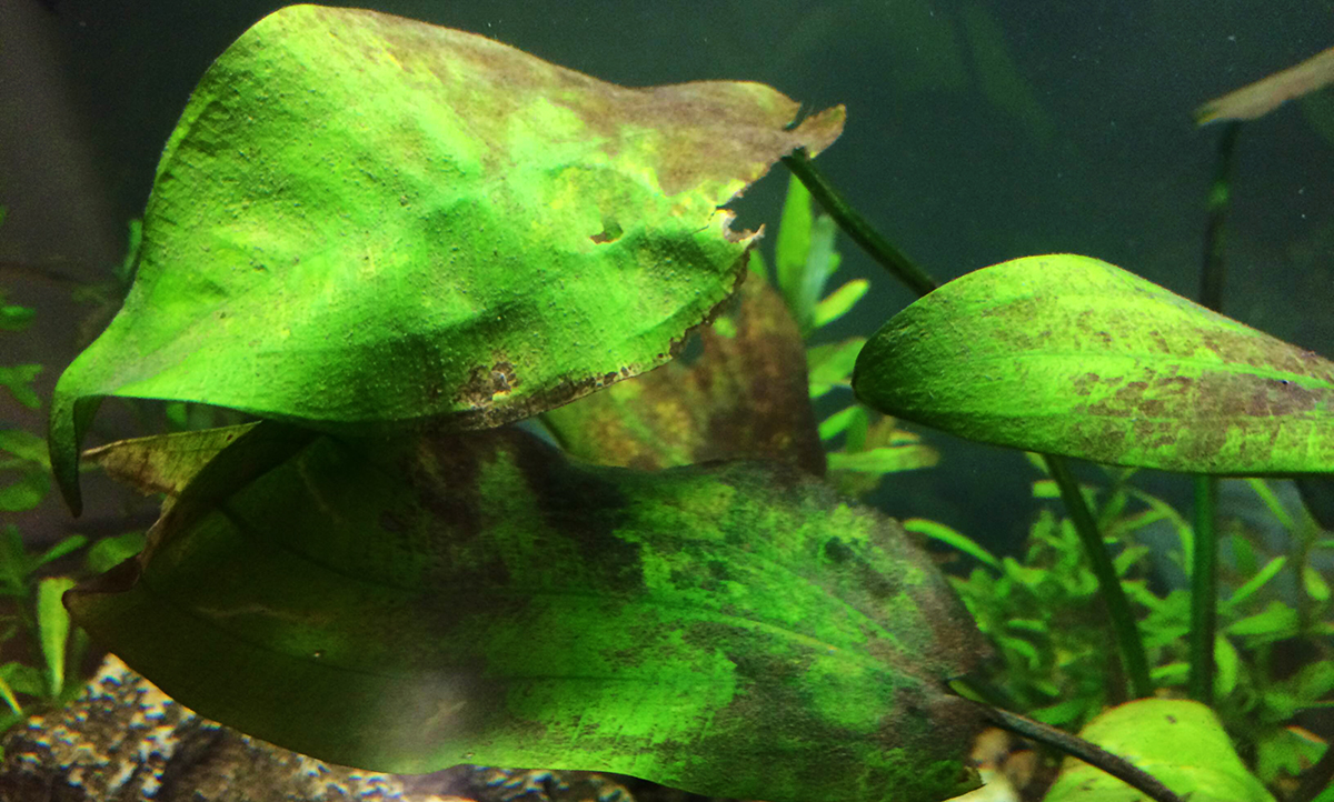 algae clipart fish tank plant