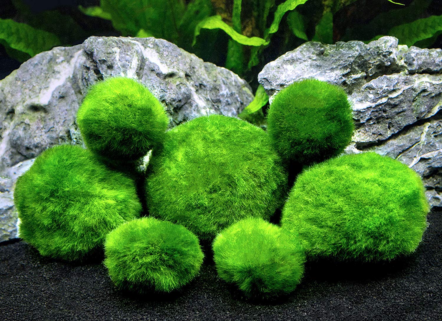 algae clipart fish tank plant