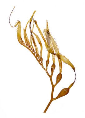 Specimen nature in seaweed. Algae clipart giant kelp