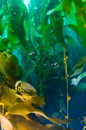 Algae clipart giant kelp. Macrocystis pyrifera ocean pinterest