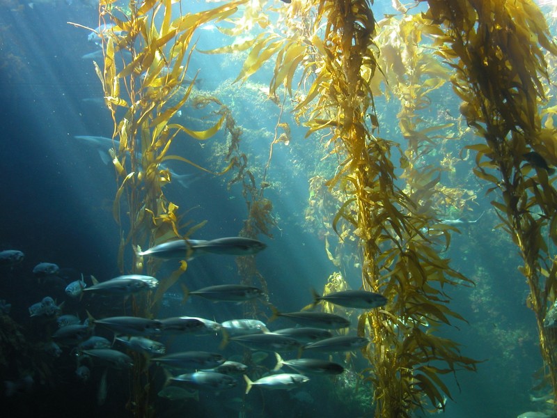 Algae clipart giant kelp. High sierra divers scuba
