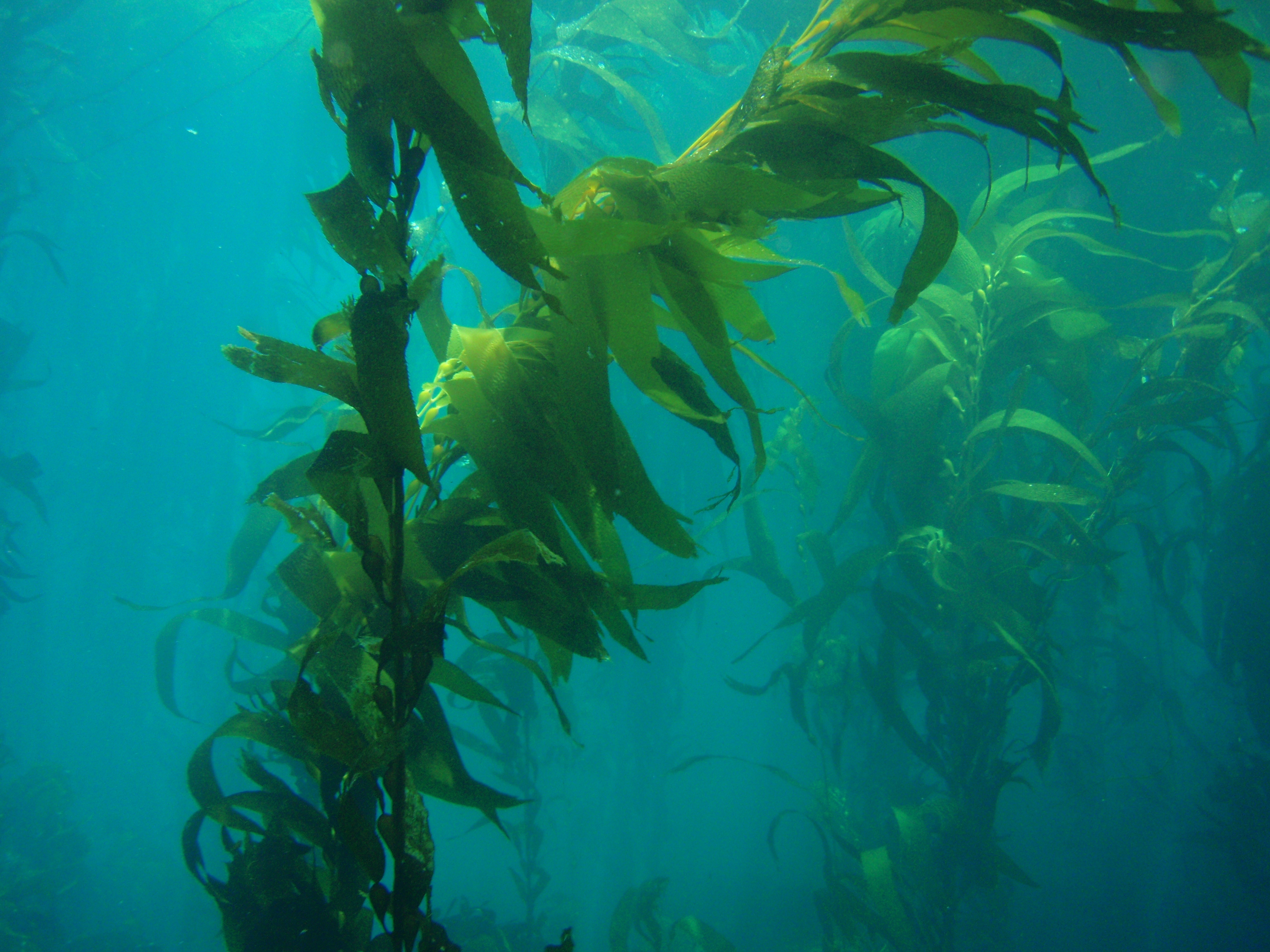 . Algae clipart giant kelp