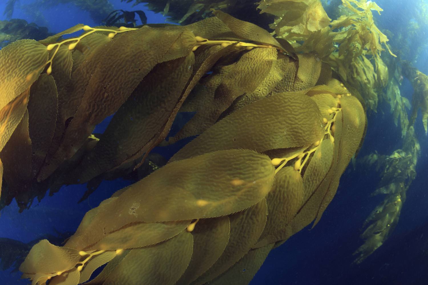  major types of. Algae clipart giant kelp
