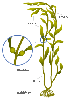 algae clipart giant kelp