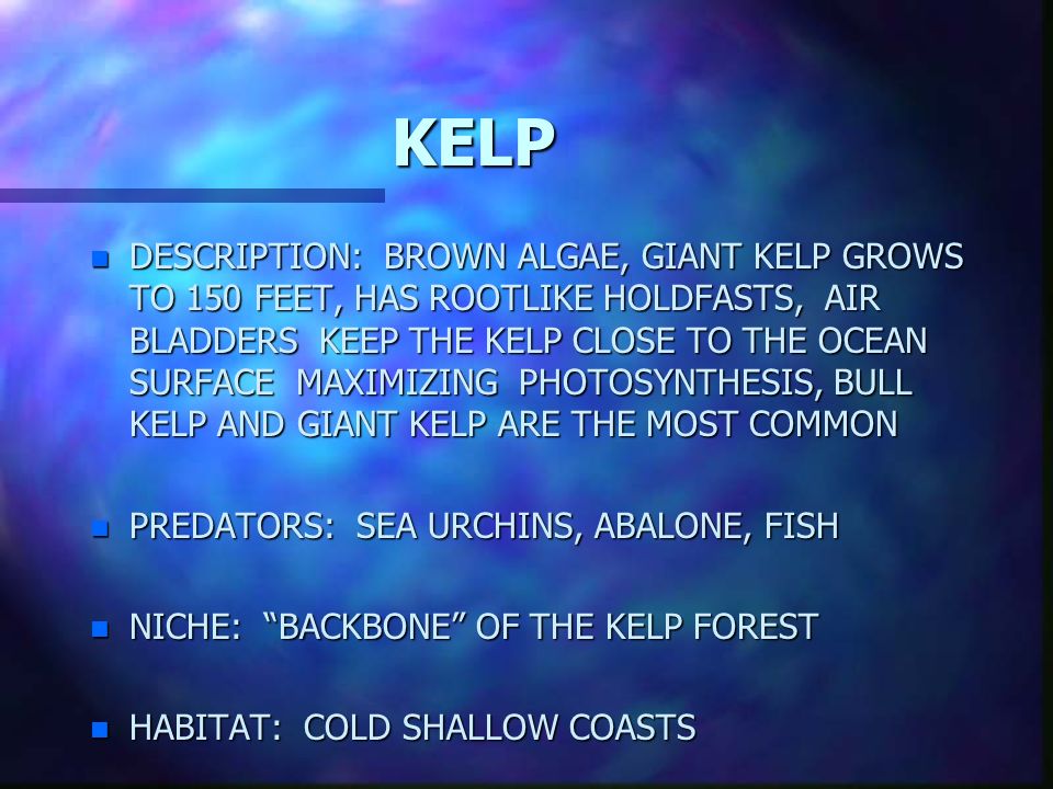 algae clipart giant kelp