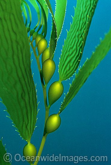  best window images. Algae clipart giant kelp