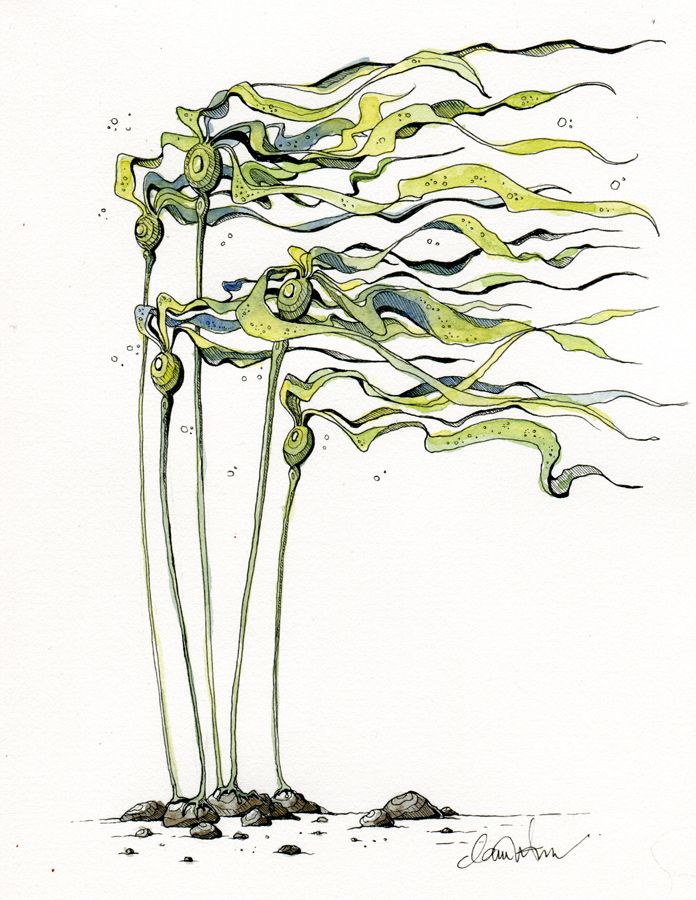  best illustrations images. Algae clipart kelp