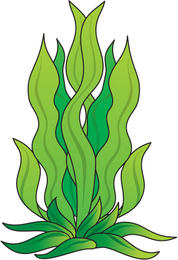 Algae clipart kelp. Cartoon alnwadi 
