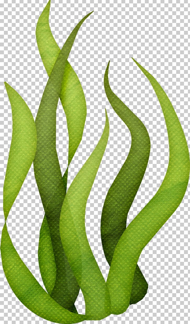 Algae clipart kelp. Seaweed png clip art