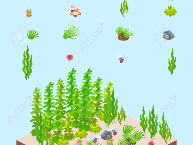 Algae clipart kelp forest. X free clip art