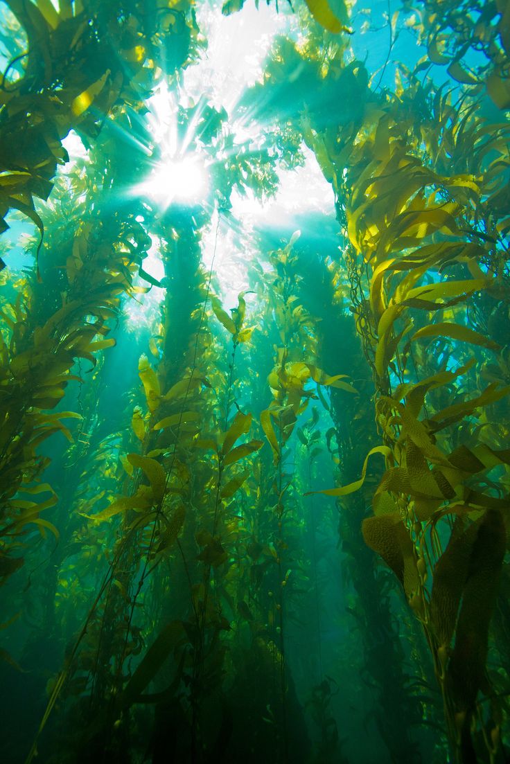 algae clipart kelp forest
