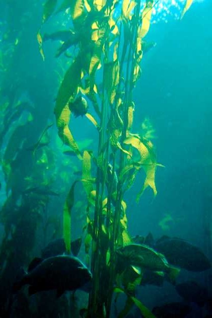 algae clipart kelp forest