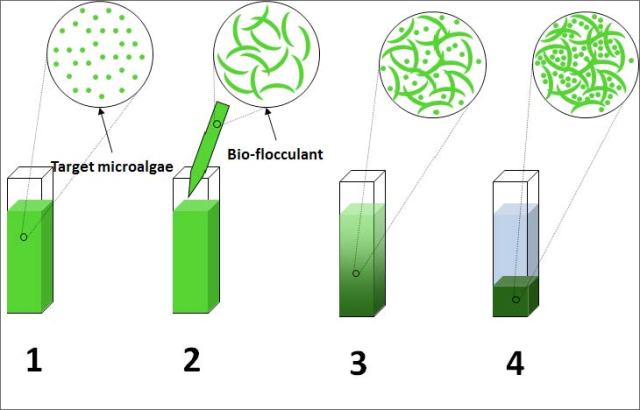 algae clipart microalgae