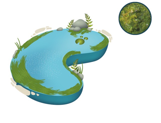 Algae clipart pond algae. Blanketweed control by nt
