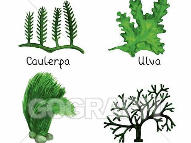 Free download clip art. Algae clipart pond algae