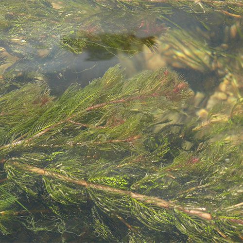 algae clipart pondweed