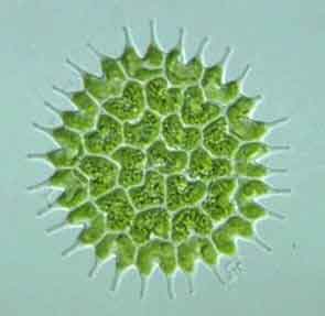 algae clipart protist