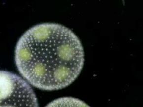 algae clipart protist