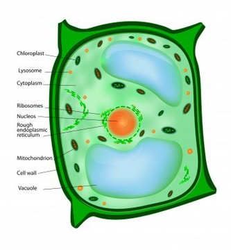 Cells clipart plant cell. Wall function structure bacterial