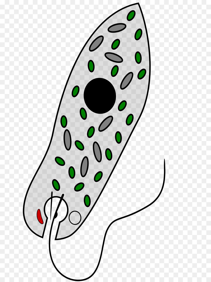 algae clipart protozoan