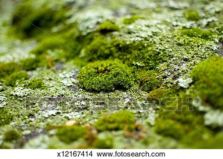 algae clipart rock
