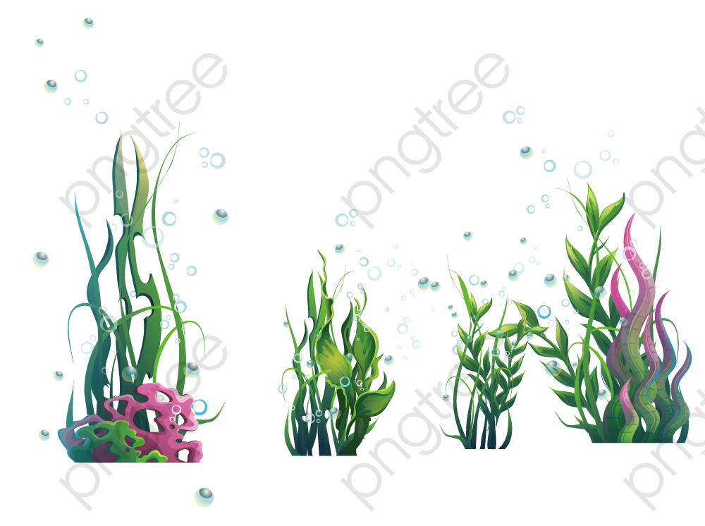 Algae clipart sea plant. Download for free png