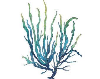 Free ocean cliparts download. Algae clipart sea plant