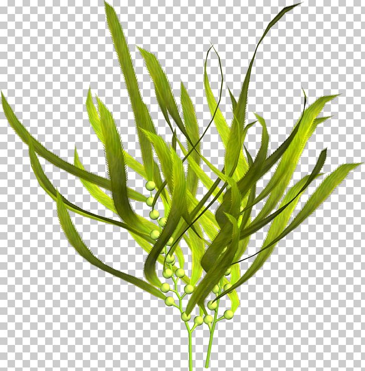 Algae clipart sea plant. Download for free png