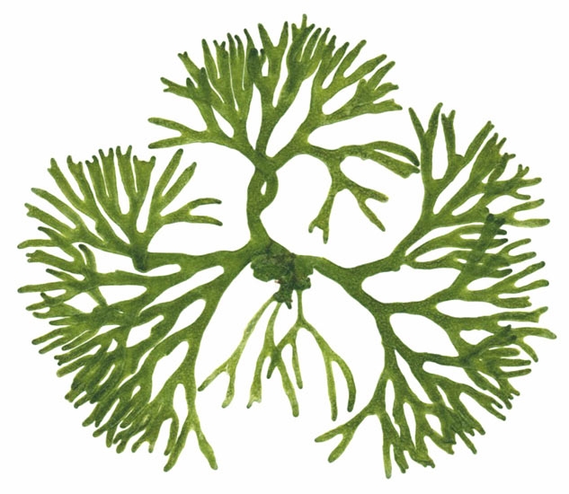 algae clipart seaweed