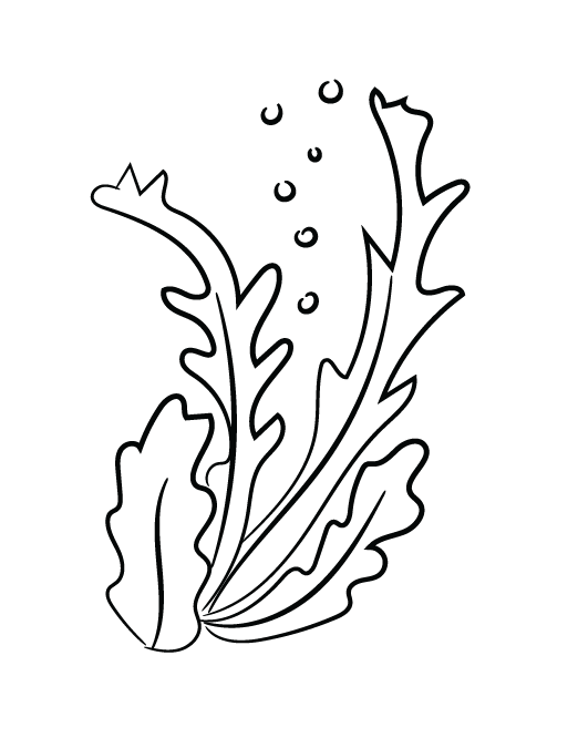 Algae Clipart Sketch Algae Sketch Transparent Free For Download On Webstockreview 2020