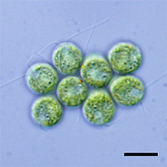 algae clipart unicellular organism