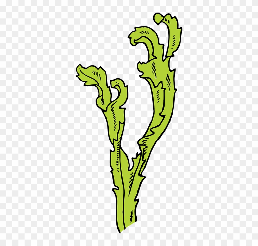 algae clipart water plant