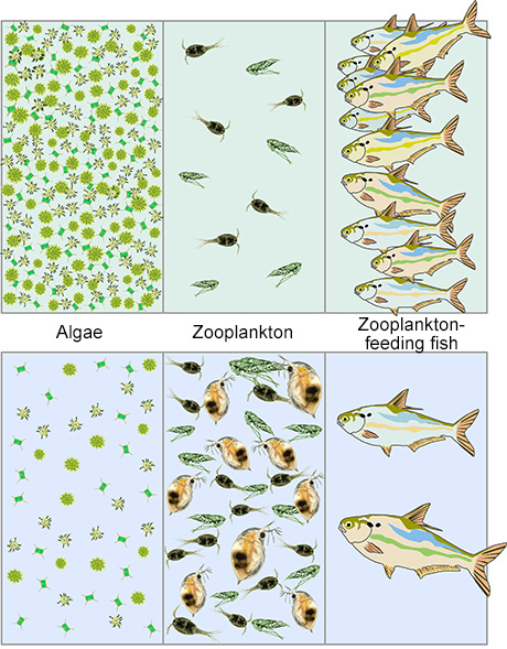 algae clipart zooplankton