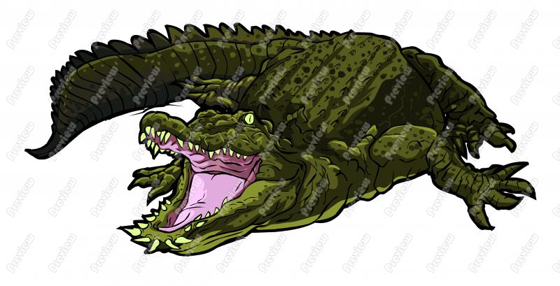 Alligator clipart aligator. Realistic pencil and in
