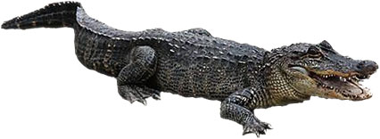 clipart alligator aligator
