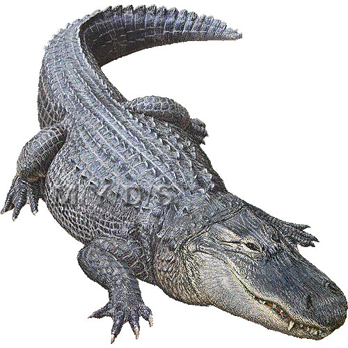 Alligator clipart colored. American 